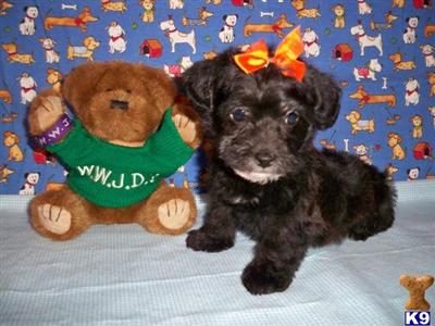 Mixed Breed Puppies for Sale